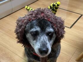 わたしは泣く子も黙る鬼だワン！　それより豆が気になる？ミックス犬「はな」