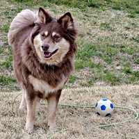 ボール遊びを楽しむ神楽ちゃん（画像提供：kaguramama_makiさん）