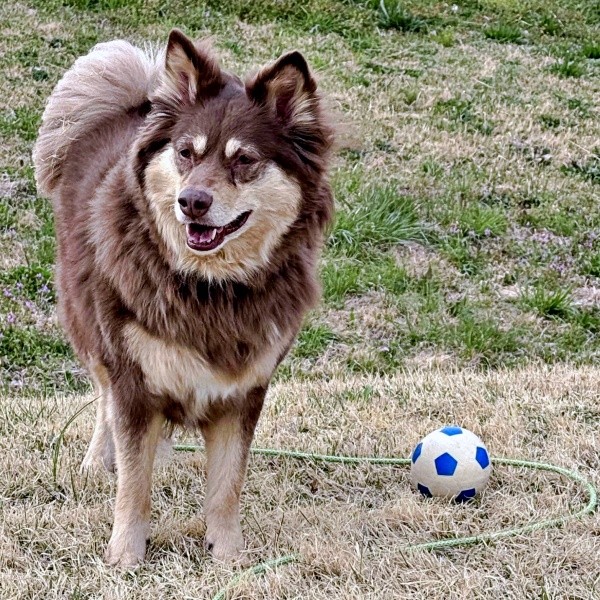 ボール遊びを楽しむ神楽ちゃん（画像提供：kaguramama_makiさん）