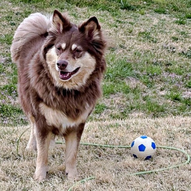 ボール遊びを楽しむ神楽ちゃん（画像提供：kaguramama_makiさん）