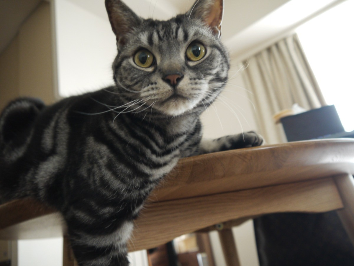 時々いたずら悪魔になる猫 アメショーの「ダイモン」 | 「犬や猫と