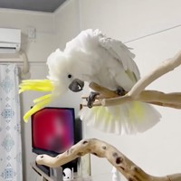 激しく首をふるあめちゃん（画像提供：ダンシングオウムと監視犬さん）