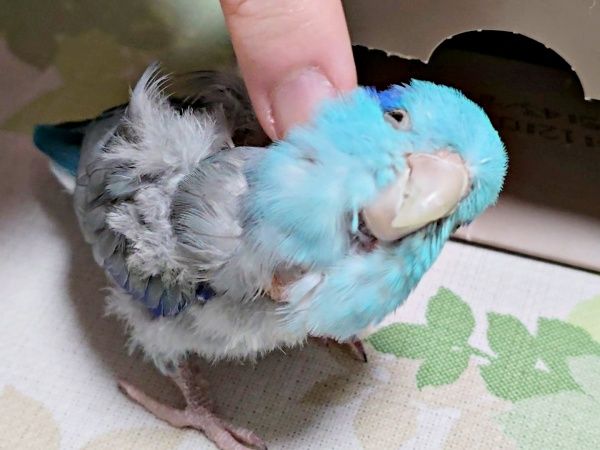 インコに自分そっくりのフィギュアを見せたら…思いがけない行動に