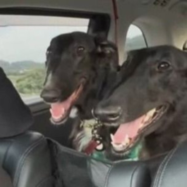 ウィルくんとロビンちゃんと一緒に車で遠征（「BORZOI WILL &ROBIN」さん提供、Instagramよりキャプチャ撮影）