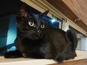 元野良猫「るな」　一緒に暮らすようになって改めて命の大切さ、責任の大きさを実感