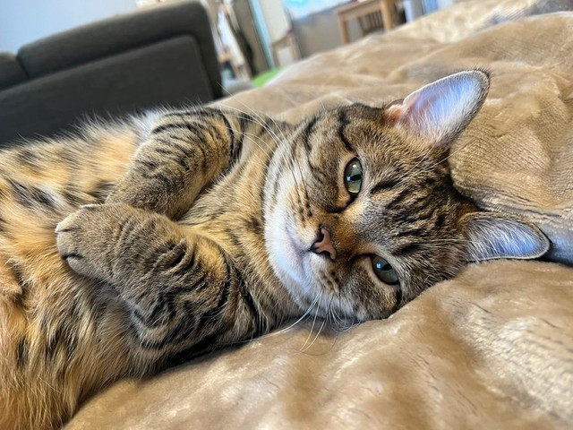 起き抜けのもなちゃん＝もなさん（@monamofumofu）提供