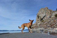 サンフランシスコの海へ