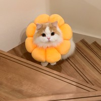 エリザベスカラー姿のモフモフ猫が「ポン・デ・ライオン」似とTwitter上で話題になった（提供写真）　