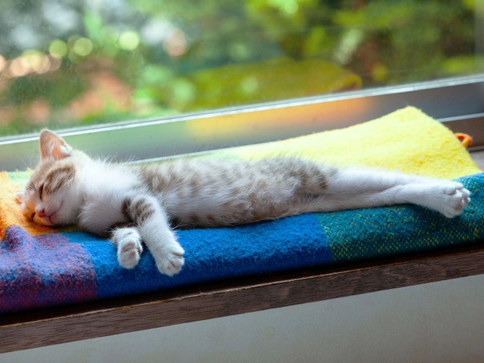 ぽんぽこおなか