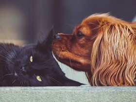 水害や大地震の時、犬や猫は…？　動物救援ボランティア募集中