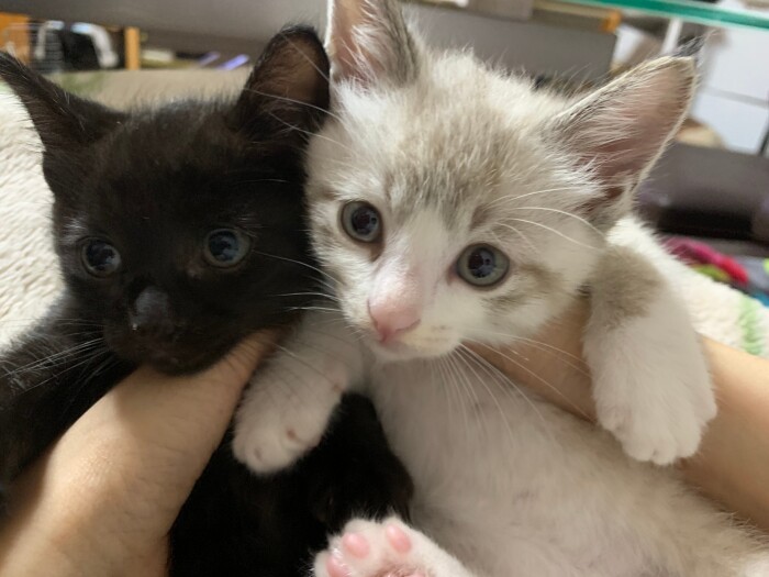 昨年、妙玄さんの施設で生まれた子猫。知枝さん宅でミルクをあげて、家族を見つけたそう（知枝さん提供）