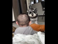 自分を見て笑う赤ちゃんに戸惑うダノンくん（画像提供：ダノン・ザ・ドッグさん）