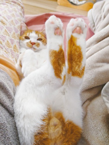 「ありのままに」（へそ天にゃんこ/三笠書房）