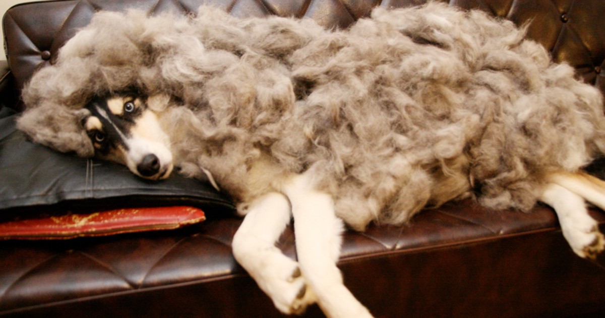 犬の 世話 を苦に感じなくなる考え方と 今のうちにやっておくべきこと 犬 猫との幸せな暮らしのためのペット情報サイト Sippo