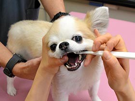 町工場が開発、ヤギ毛の小型犬用歯ブラシ　「今までより磨ける」