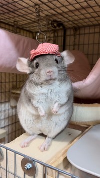 「帽子もかぶっちゃいます」（提供：ちゅちゅさん）