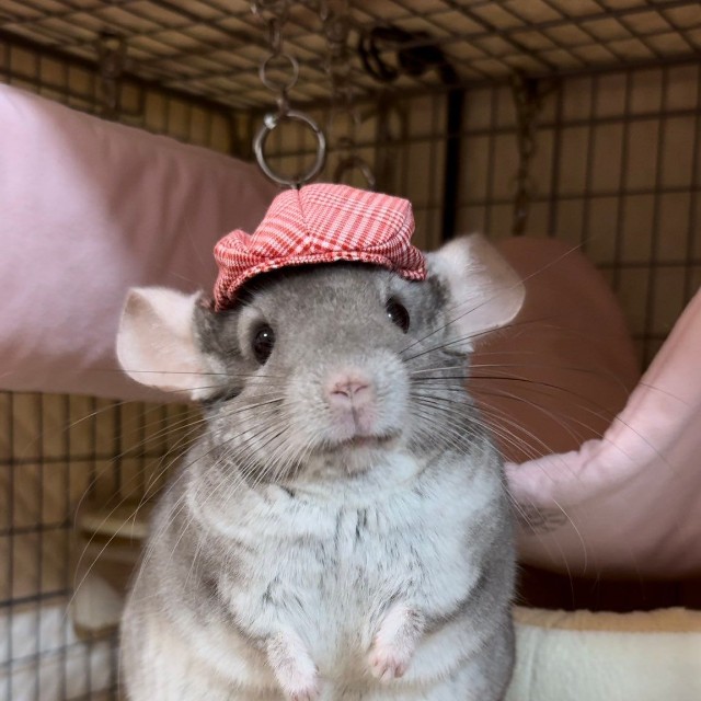 「帽子もかぶっちゃいます」（提供：ちゅちゅさん）