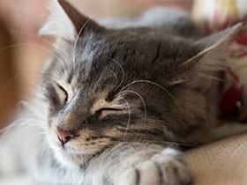 高齢猫（老猫）との暮らし、長生きのため生活環境を整えよう