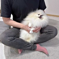 パパが帰宅して嬉しそうなコロ太くん（画像提供：コロ太くん）