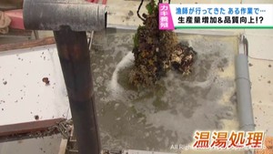温湯処理でカキの生産量や品質↑　漁師たちが長年経験的に作業