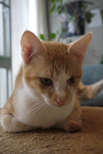 ハンディキャップのある猫たちも家族を待っています