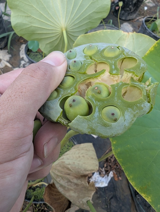 蓮の実を食べたことがありますか？（やまもと農園提供）
