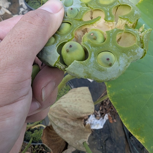 蓮の実を食べたことがありますか？（やまもと農園提供）