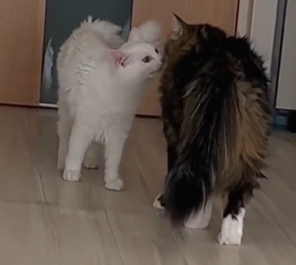 「チュッ」＝めるちょとまおまおさん（@meltube_cat）のTwitterより