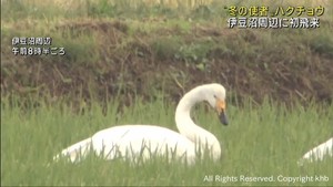 冬の訪れを告げるハクチョウが飛来　宮城・伊豆沼
