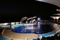 イルカショーのイメージ（画像提供：四国水族館）