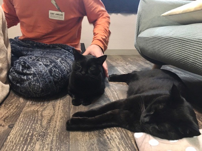 利真さんになでられるパンと、横で寝そべるネロ（あいみさん提供）