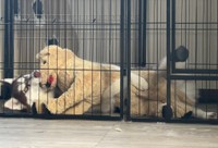 プレゼントでもらったぬいぐるみを気に入りすぎているぶなちゃん（提供：ふくまる＋ぶな=さん）