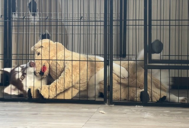 プレゼントでもらったぬいぐるみを気に入りすぎているぶなちゃん（提供：ふくまる＋ぶな=さん）