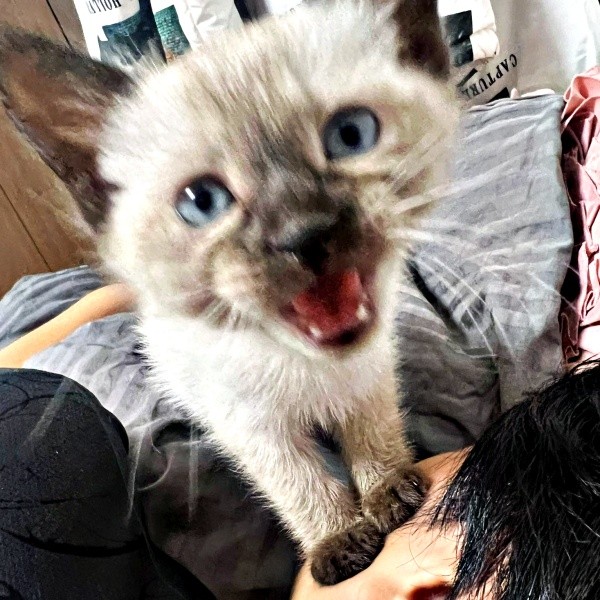 パパの顔にのってカメラを見つめるステラちゃん（画像提供：葉山あかね 2y 双子さん）