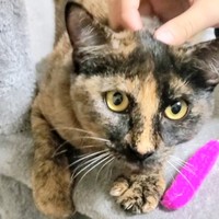 なでなでされるかわいらしいふがしちゃん（画像提供：ふがしちゃん サビ猫さん）