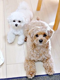 ふたり一緒に遊ばず、ママと遊びたがる（左から）ちろちゃん、まおくん（画像提供：まお ちろさん）