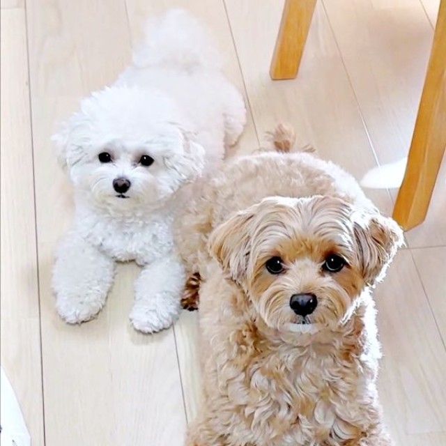 ふたり一緒に遊ばず、ママと遊びたがる（左から）ちろちゃん、まおくん（画像提供：まお ちろさん）