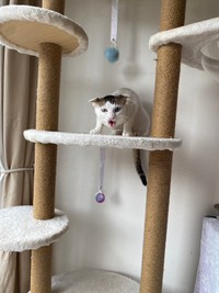 保護当初、警戒心全開のシャーシャー猫だったりっちゃん（画像は保護団体さんが撮影したもの／提供：コンドリア水戸さん）