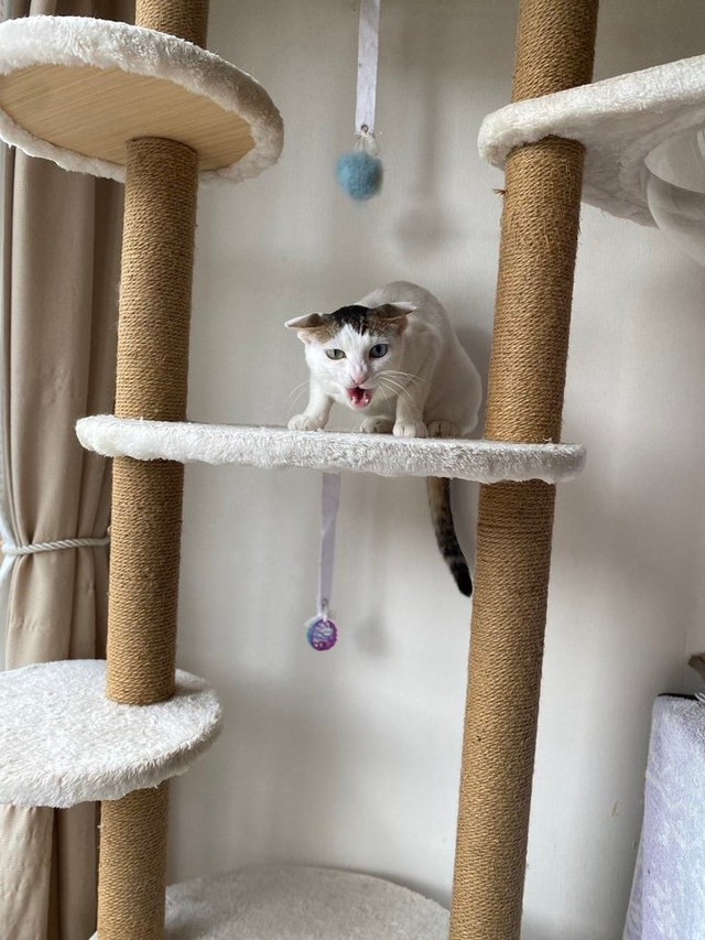保護当初、警戒心全開のシャーシャー猫だったりっちゃん（画像は保護団体さんが撮影したもの／提供：コンドリア水戸さん）