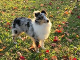 コロナで旅行も取りやめ……いろんな偶然が重なって出会えた　シェルティ「ティノ」