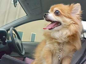 お出かけ前でうれしいな　ロングコートチワワの「ちゃあ」