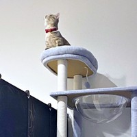 キャットタワーの上に登ったリリーちゃん（画像提供：恋するうさぎちゃん）