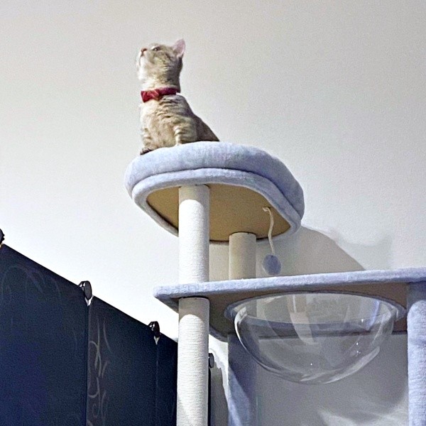 キャットタワーの上に登ったリリーちゃん（画像提供：恋するうさぎちゃん）