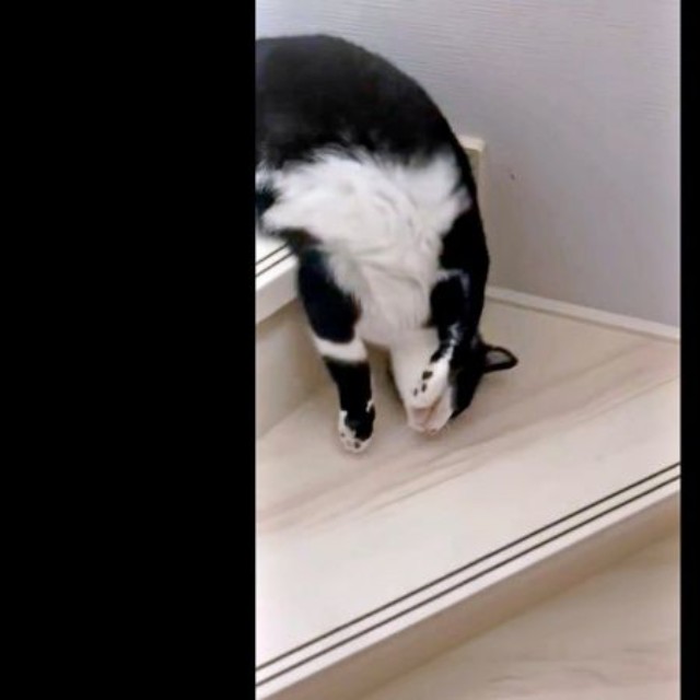 器用にうねうねしながら階段をすべりながらおりるシノスケくん（画像提供：nenekoさん）