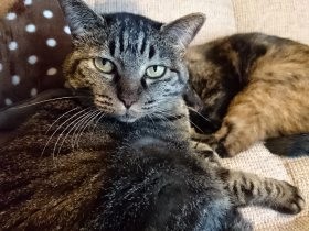 外出から戻ると様子が違う猫ら　なんと猫がレジ袋にはまっていた