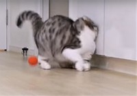 ③激突の瞬間です･･･/①～③「「猫のぐうスコティッシュフォールド」（@cat_gooch）さん提供・動画よりキャプチャ撮影