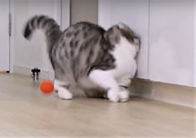 ③激突の瞬間です･･･/①～③「「猫のぐうスコティッシュフォールド」（@cat_gooch）さん提供・動画よりキャプチャ撮影