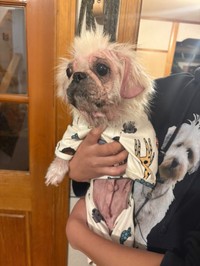 飼い主が見つかったが、この状態で「しっかり飼育していた」と主張していたという（アニマルシェッド加納さん提供、Instagramよりキャプチャ撮影）