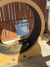 同じ方向に仲良く車輪を回すマーモットたち