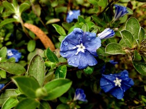 人と違う容姿の自分が笑われている瞬間だけは、許されたような気持ちになった